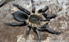 Cyriopagopus albostriatus – ptasznik