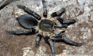 Haplopelma albostriatum