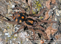 Hapalopus triseriatus – ptasznik