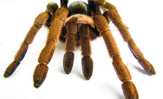 Crassicrus lamanai – ptasznik