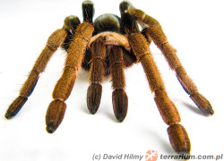 Crassicrus lamanai – ptasznik