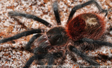 Grammostola iheringi – ptasznik