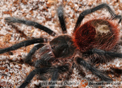 Grammostola iheringi – ptasznik