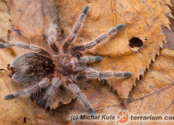 Grammostola rosea – ptasznik chilijski