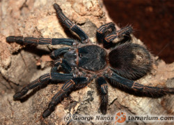 Bumba pulcherrimaklaasi – ptasznik