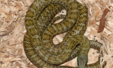 Elaphe climacophora – wąż japoński, połoz japoński