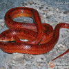 Pantherophis guttatus guttatus - wąż zbożowy