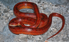 Pantherophis guttatus – wąż zbożowy