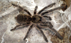 Ceratogyrus marshalli – ptasznik