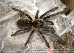 Ceratogyrus marshalli – ptasznik