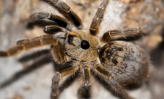 Ceratogyrus brachycephalus – ptasznik