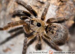 Ceratogyrus brachycephalus – ptasznik