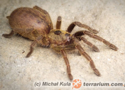 Ceratogyrus sanderi – ptasznik