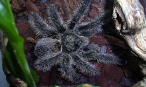 Avicularia urticans