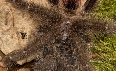 Avicularia huriana – ptasznik