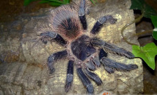 Lasiodora itabunae – ptasznik