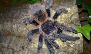 Lasiodora itabunae