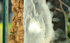 Avicularia minatrix – raport rozmnożeniowy