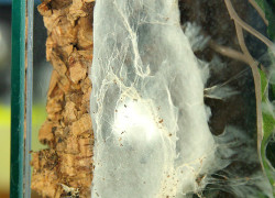 Avicularia minatrix – raport rozmnożeniowy