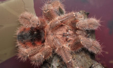 Avicularia minatrix – ptasznik