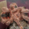 Avicularia minatrix – ptasznik