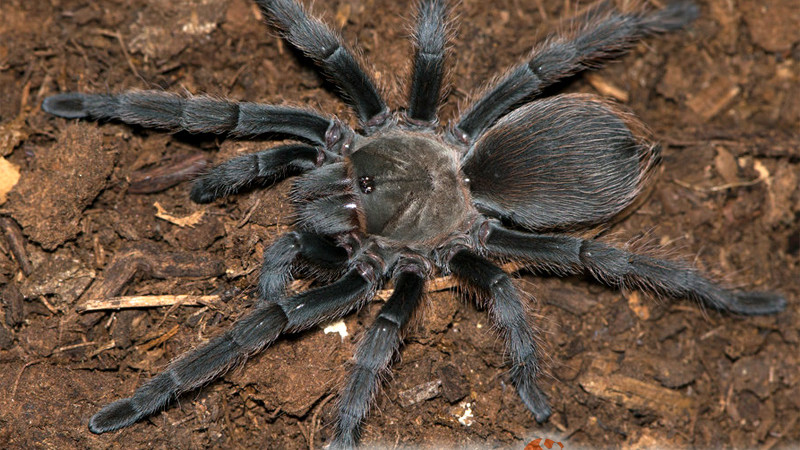 Aphonopelma paloma terrarium
