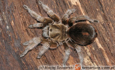 Aphonopelma braunshausenii – ptasznik