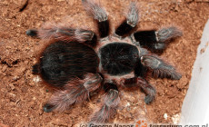 Acanthoscurria natalensis – ptasznik