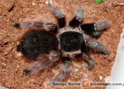 Acanthoscurria natalensis
