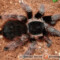 Acanthoscurria natalensis – ptasznik