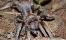Sandinista lanceolatum – ptasznik