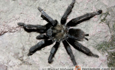 Aphonopelma eutylenum – ptasznik