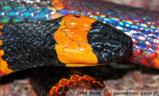 Micrurus fulvius – koralówka arlekin