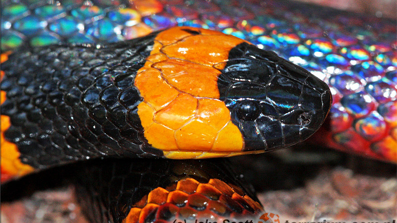 Micrurus fulvius – koralówka arlekin