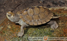 Graptemys pseudogeographica – żółw ostrogrzbiety