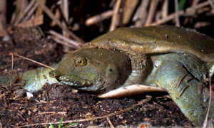 Trionychidae – żółwiaki, żółwie trójpazurzaste