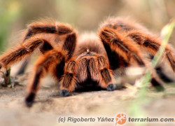 Grammostola anthracina – ptasznik