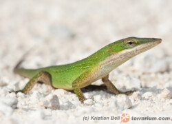 Anolis carolinensis – anolis zielony