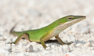 Anolis carolinensis – anolis zielony