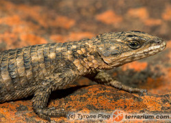 Cordylus cordylus – szyszkowiec zwyczajny