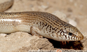 Chalcides ocellatus – ostajnica nakrapiana