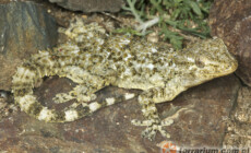 Tarentola mauritanica – gekon murowy