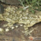 Tarentola mauritanica – gekon murowy