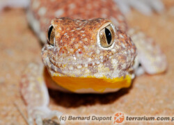 Ptenopus garrulus – gekon szczekający