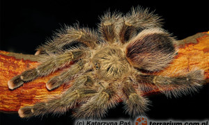 Avicularia rufa