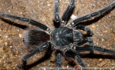 Citharacanthus livingstoni – ptasznik