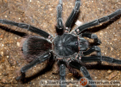 Citharacanthus livingstoni – ptasznik