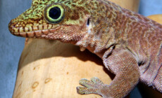 Phelsuma standingi