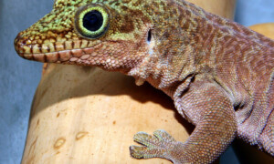 Phelsuma standingi