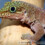 Phelsuma standingi
